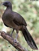 Plain Chachalaca