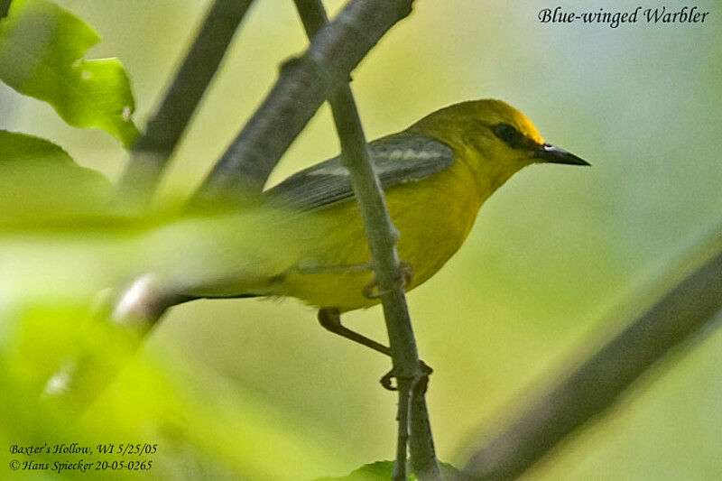 Blue-winged Warbler