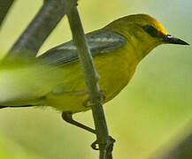 Blue-winged Warbler