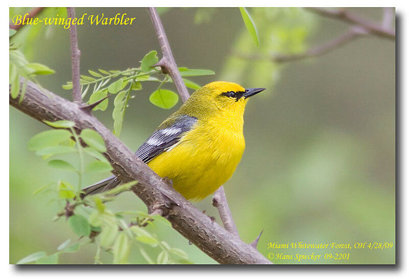 Blue-winged Warbleradult breeding