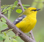 Blue-winged Warbler