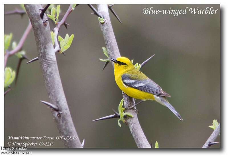 Blue-winged Warbler male adult breeding, identification