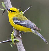 Blue-winged Warbler