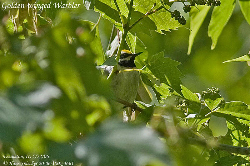 Golden-winged Warbler male adult breeding