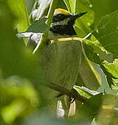 Golden-winged Warbler