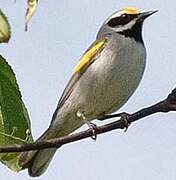 Golden-winged Warbler