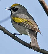 Golden-winged Warbler