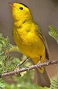 Wilson's Warbler