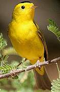 Wilson's Warbler