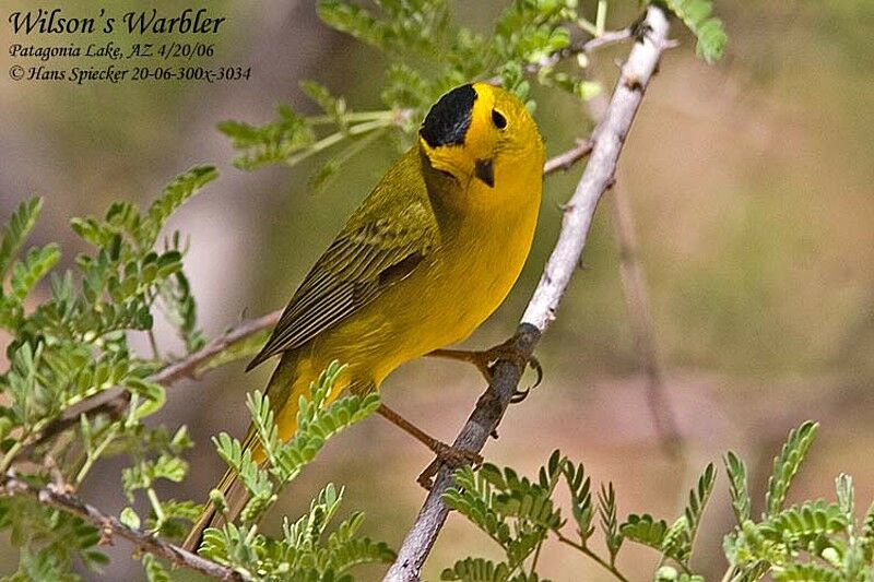 Wilson's Warbler male adult breeding