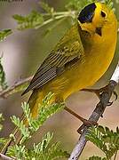 Wilson's Warbler