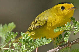 Wilson's Warbler