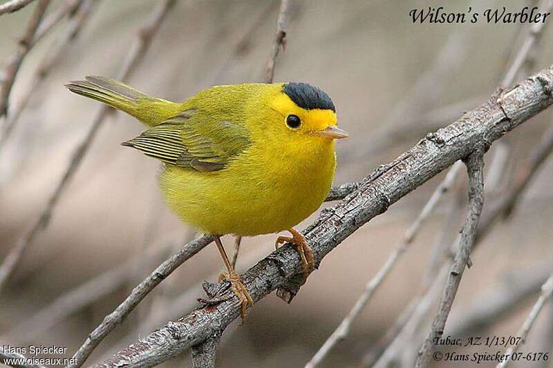 Wilson's Warbler male adult, close-up portrait, pigmentation