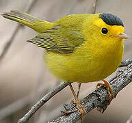 Wilson's Warbler