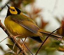 Hooded Warbler