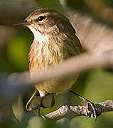 Palm Warbler