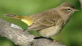 Palm Warbler