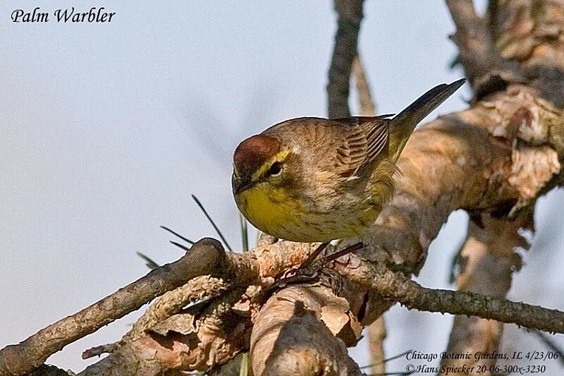 Paruline à couronne rousse mâle adulte