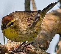 Palm Warbler