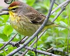 Palm Warbler