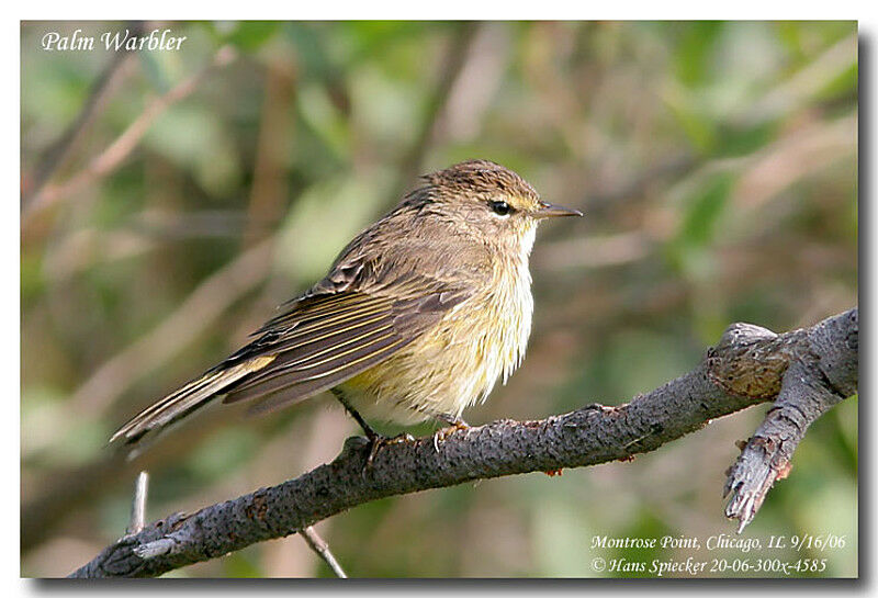 Palm Warbleradult post breeding