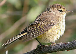 Palm Warbler