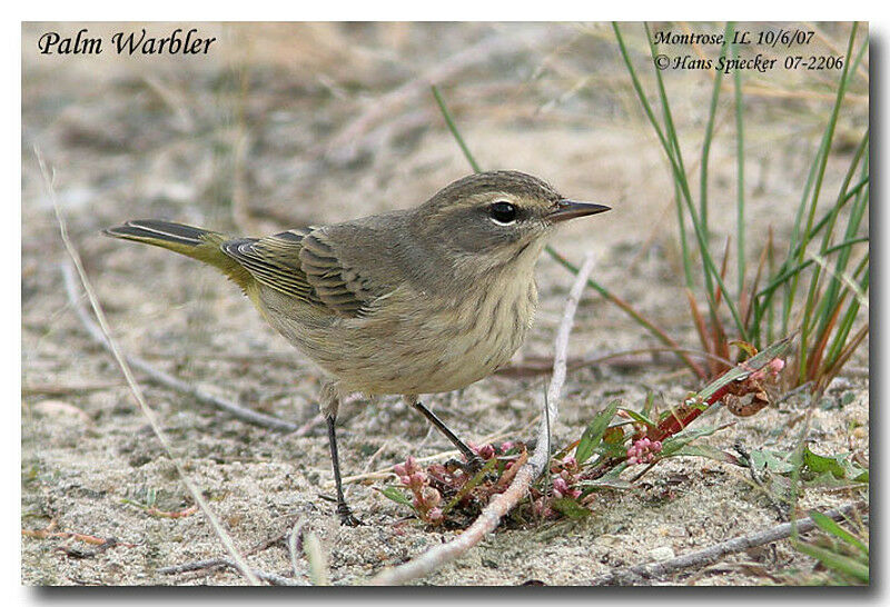 Palm Warbler