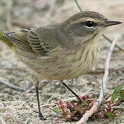 Palm Warbler