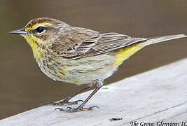 Palm Warbler