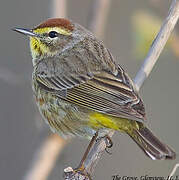 Palm Warbler