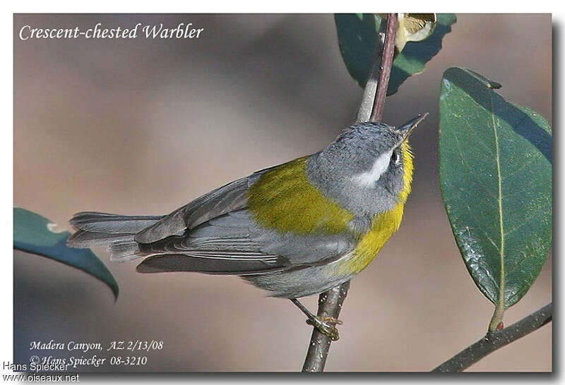 Crescent-chested Warbleradult, identification