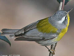 Crescent-chested Warbler