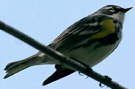 Myrtle Warbler