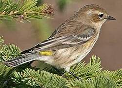 Myrtle Warbler