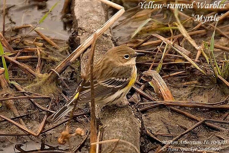 Myrtle Warbler