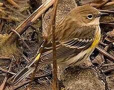 Myrtle Warbler