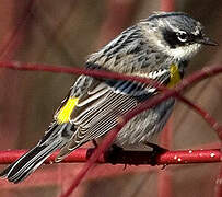 Myrtle Warbler