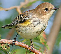 Myrtle Warbler