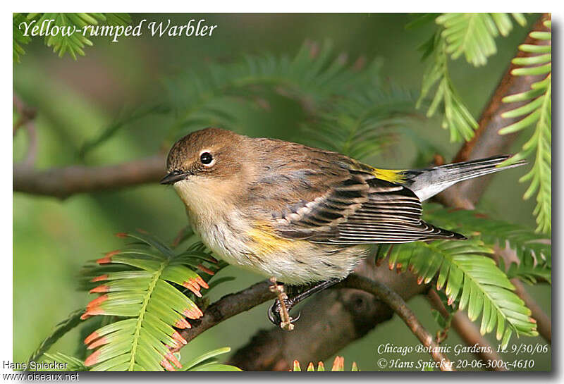 Myrtle Warbler male First year, identification