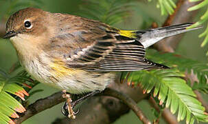 Myrtle Warbler