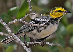 Golden-cheeked Warbler