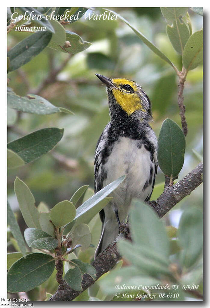 Golden-cheeked Warbler male Second year, close-up portrait