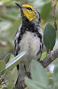 Golden-cheeked Warbler