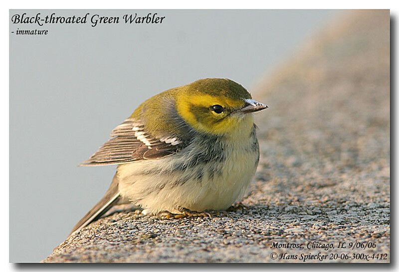 Black-throated Green Warbler female First year