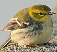 Black-throated Green Warbler