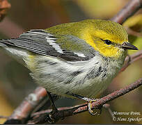 Black-throated Green Warbler