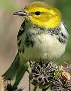 Black-throated Green Warbler