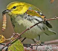 Black-throated Green Warbler