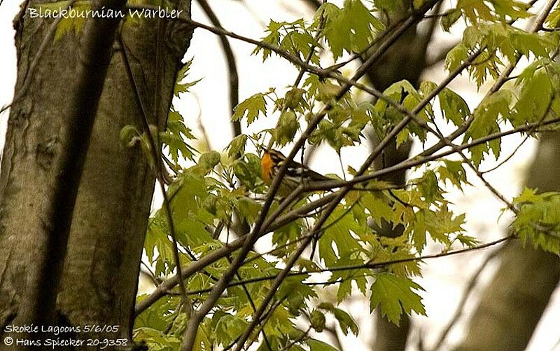 Blackburnian Warbler