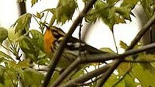 Blackburnian Warbler